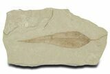 Detailed Fossil Leaf (Populus) - Green River Formation, Utah #356139-1
